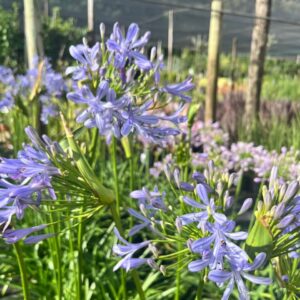Agapanthus Pixie Blue 4lt