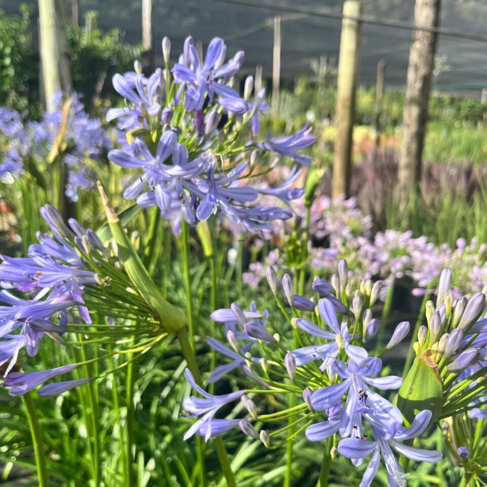 Agapanthus Pixie Blue 4lt
