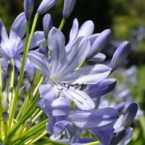 Agapanthus 'Stripes' 15cm Pot Agapanthus 'Stripes' 15cm Pot