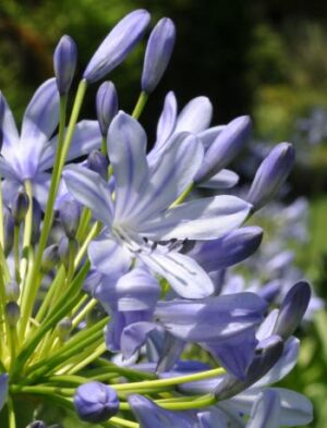 Agapanthus 'Stripes' 15cm Pot Agapanthus 'Stripes' 15cm Pot