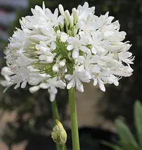 Agapanthus White Ice 4lt