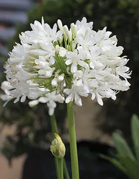 Agapanthus White Ice 4lt
