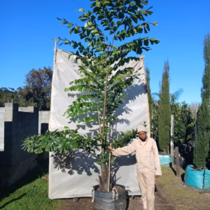 Caryota Mitis Palm 125lt Caryota Mitis Palm 125lt