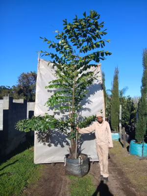 Caryota Mitis Palm 125lt