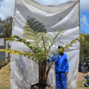 Cyathea Brownii 125lt