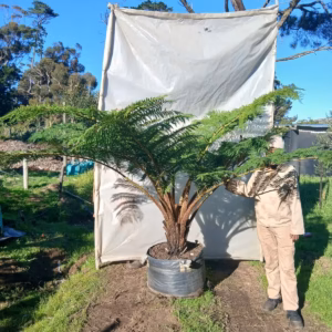 Cyathea Australis 125lt