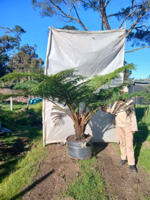 Cyathea Australis 125lt Cyathea Australis 125lt