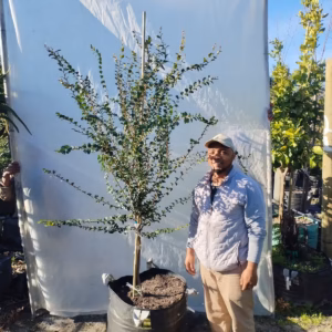 Diospyros Whyteana 125lt (Large)