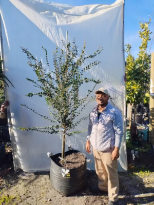 Diospyros Whyteana 125lt (Large) Diospyros Whyteana 125lt (Large)