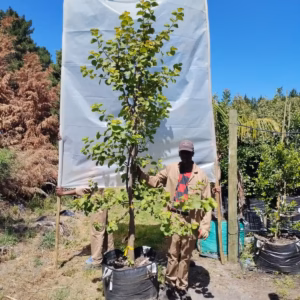 Dombeya Rotundifolia 125lt