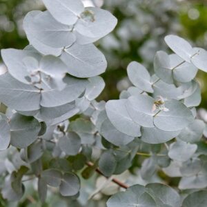 Eucalyptus Cinerea 4lt Common Name: Penny Gum Tree, Pennygum Tree, Florist gum, Silver dollar tree Eucalyptus Cinerea 4lt Common Name: Penny Gum Tree, Pennygum Tree, Florist gum, Silver dollar tree