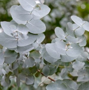 Eucalyptus Cinerea 4lt Common Name: Penny Gum Tree, Pennygum Tree, Florist gum, Silver dollar tree Eucalyptus Cinerea 4lt Common Name: Penny Gum Tree, Pennygum Tree, Florist gum, Silver dollar tree