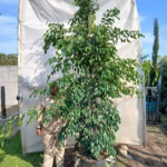 Ficus Benjamina 125lt
