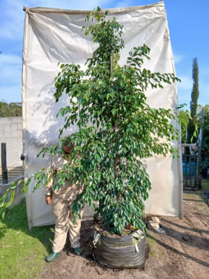 Ficus Benjamina 125lt Ficus Benjamina 125lt