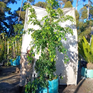 Ficus Benjamina 250lt Ficus Benjamina 250lt