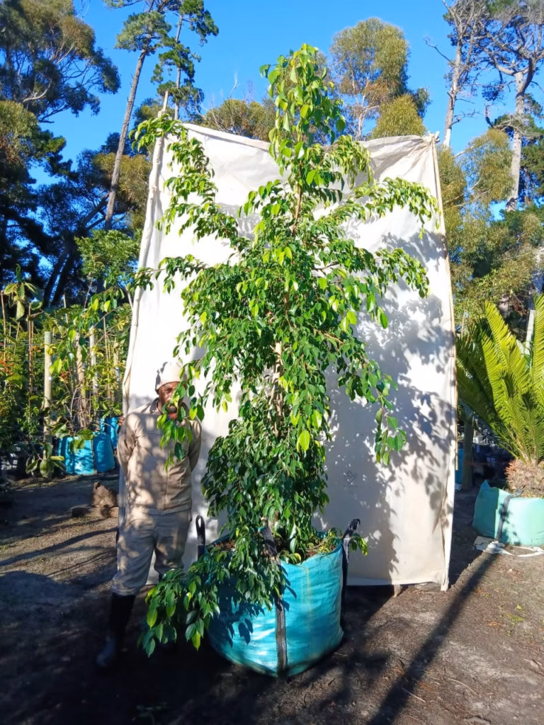 Ficus Benjamina 250lt