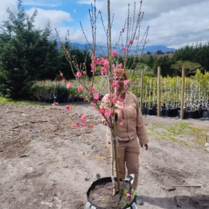 Flowering Peach Tree Dark Pink 70lt