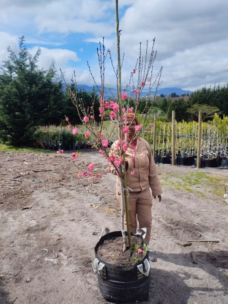 Flowering Peach Tree Dark Pink 70lt