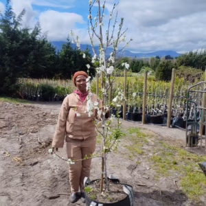 Flowering Peach Tree White 70lt