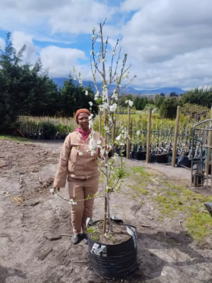 Flowering Peach Tree White 70lt Flowering Peach Tree White 70lt