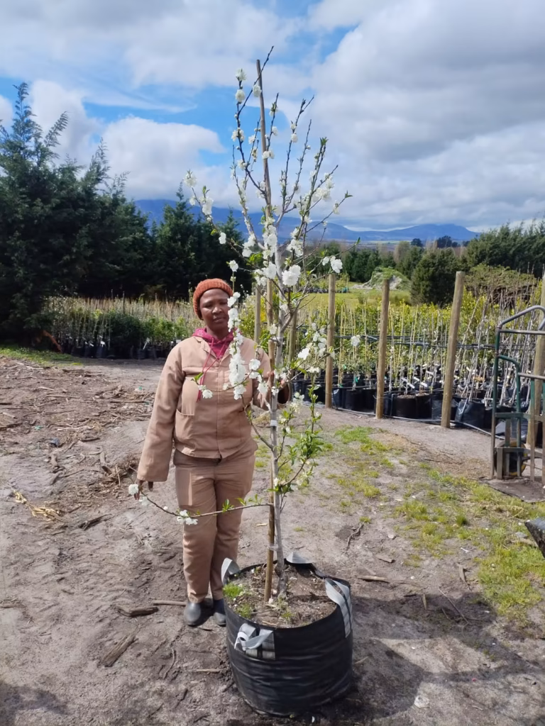 Flowering Peach Tree White 70lt
