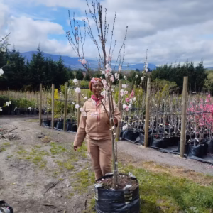 Flowering Peach Tree Pink and White 70lt