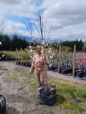 Flowering Peach Tree Pink and White 70lt