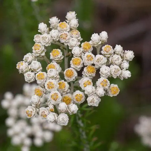 Helichrysum Teretifolium 4lt