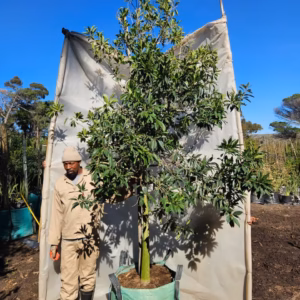 Ilex Mitis 250lt (Large) Ilex Mitis 250lt (Large)