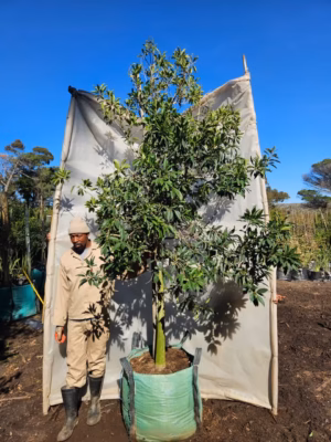 Ilex Mitis 250lt (Large) Ilex Mitis 250lt (Large)