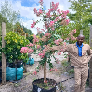 Lagerstroemia Indica Pink 125lt Lagerstroemia Indica Pink 125lt