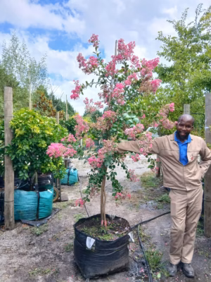 Lagerstroemia Indica Pink 125lt