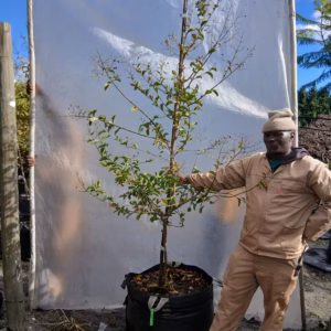 Lagerstroemia Indica White 125lt Lagerstroemia Indica White 125lt