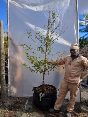 Lagerstroemia Indica White 125lt