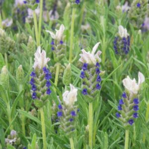Lavender Stoechas Blue and White Flower 15cm Pot