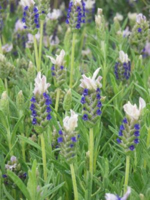 Lavender Stoechas Blue and White Flower 15cm Pot