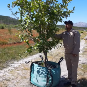 Lisbon Lemon Tree 250lt (Large) Lisbon Lemon Tree 250lt (Large)