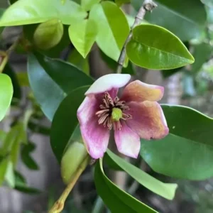 Magnolia Figo 20lt (Port Wine Magnolia) 10lt