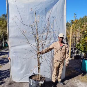 Malus Floribunda 70lt Common Name: Japanese Flowering Crabapple, Japanese Crabapple, Showy Crabapple