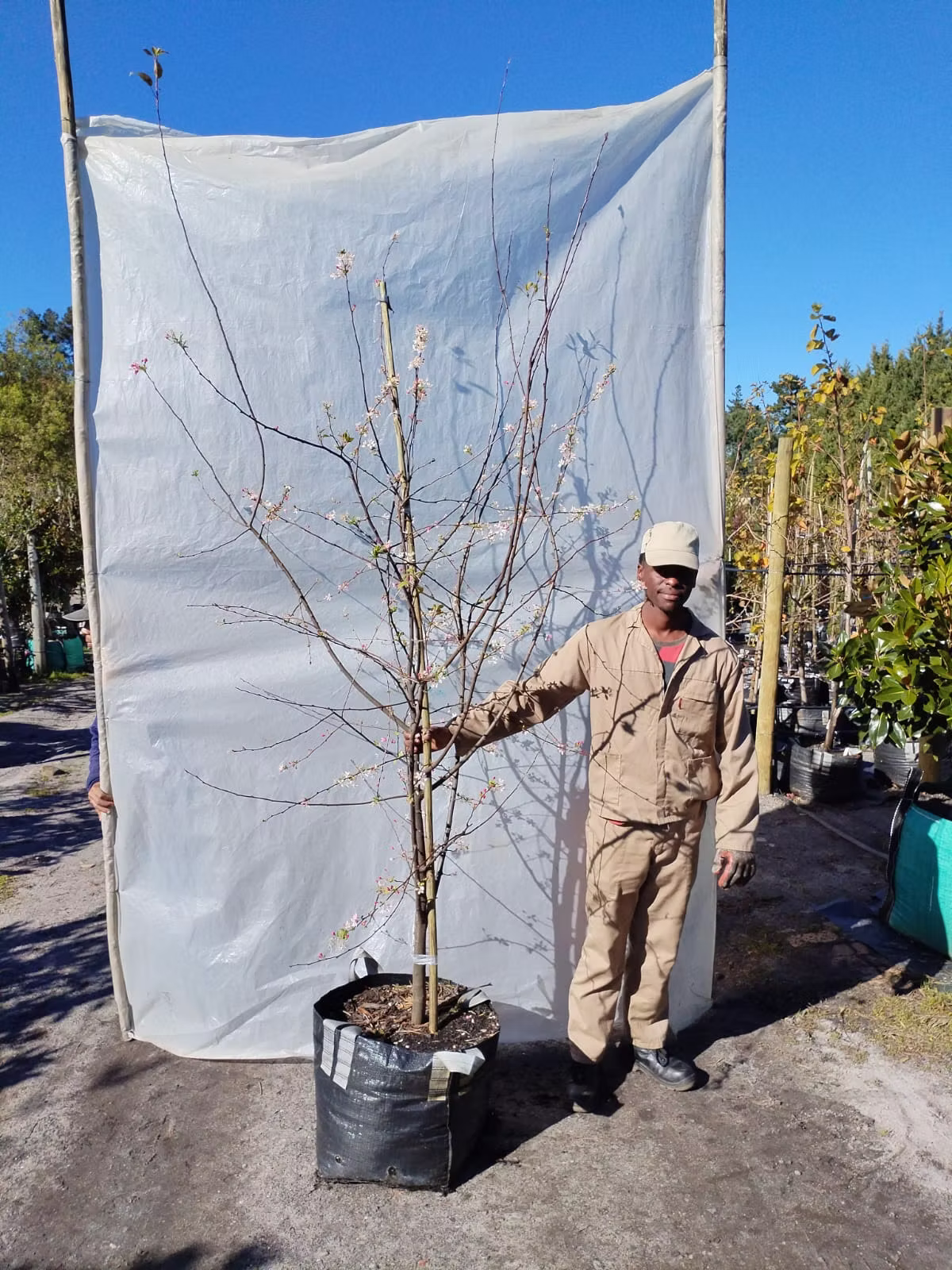 Malus Floribunda 70lt
