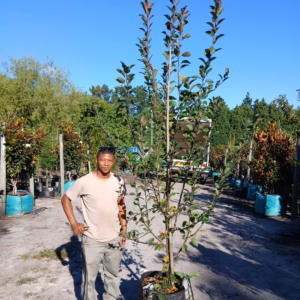 Malus Floribunda 'Purpurea' 70lt Common Name: Purple-leaved Flowering Crabapple / Purple Flowering Crabapple