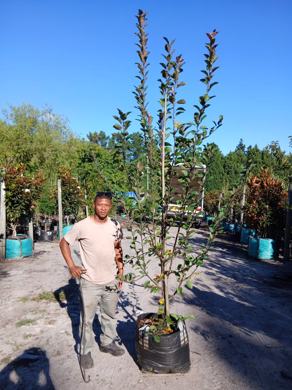 Malus Floribunda ‘Purpurea’ 70lt