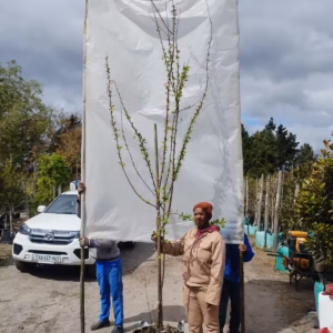 Malus Floribunda 'Topsy White' 70lt Common Name: Topsy White Crabapple, White Flowering Crabapple