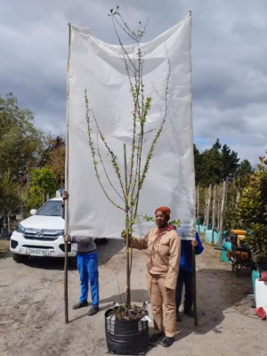 Malus Floribunda 'Topsy White' 70lt Common Name: Topsy White Crabapple, White Flowering Crabapple Malus Floribunda 'Topsy White' 70lt Common Name: Topsy White Crabapple, White Flowering Crabapple