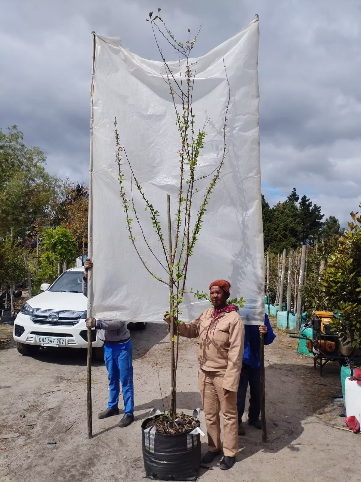 Malus Floribunda ‘Topsy White’ 70lt