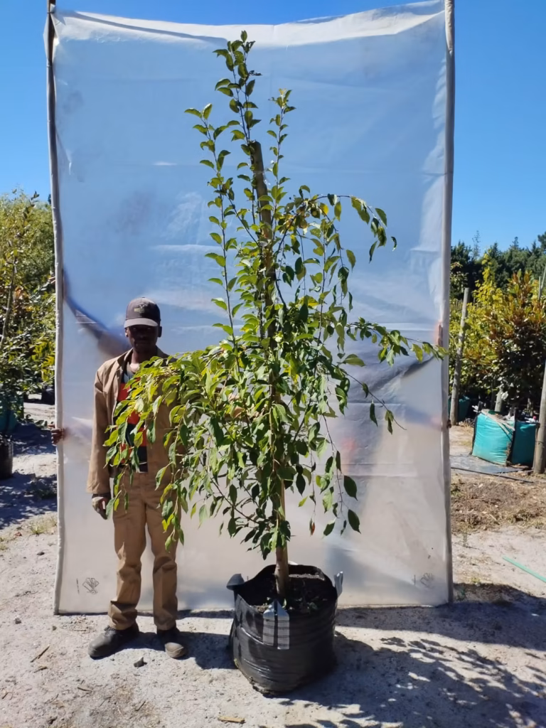 Malus Floribunda - Weeping 70lt Common Name: Weeping Japanese Crabapple, Weeping Flowering Crabapple