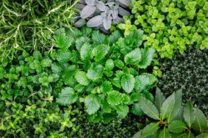 Mixed Herb Combo 4 Pack Tray Mixed Herb Combo 4 Pack Tray