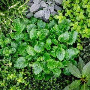Mixed Herb Combo 4 Pack Tray
