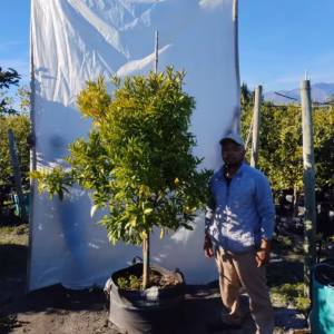 Naartjie Clementine Tree 125lt (Large)