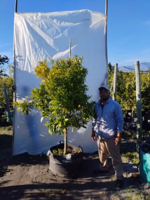 Naartjie Clementine Tree 125lt (Large)